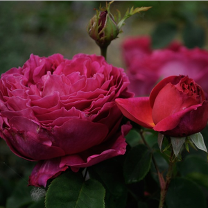 Sötét karmazsin, sötétrózsaszín fonákkal - angol rózsa